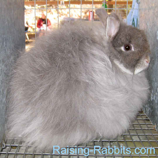 jersey wooly rabbit